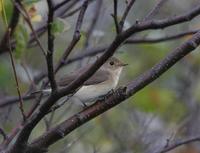 Red-breasted Flycatcher (Ficedula parva)