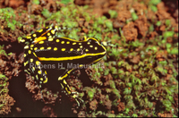 : Ameerega flavopicta