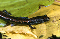 : Batrachoseps wrightorum; Oregon Slender Salamander