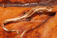 : Bolitoglossa colonnea