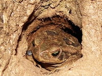 : Bufo ictericus; Yellow Cururu Toad