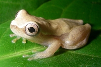 : Dendropsophus minusculus