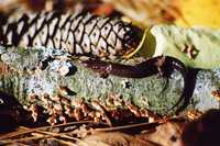 : Desmognathus conanti; Spotted Dusky Salamander