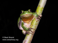 : Hyla arborea; Common Tree Frog