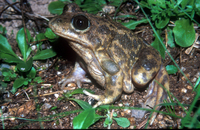 : Pelobates cultripes; Western Spadefoot