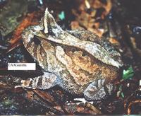 : Proceratophrys boiei