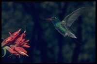 : Cylanthus latirostris; Broad-billed Hummingbird