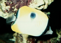 : Chaetodon unimaculatus; Teardrop Butterflyfish