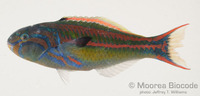 : Thalassoma quinquevittatum