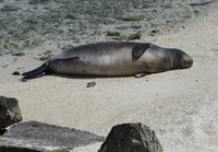 : Monachus schauinslandi; Hawaiian Monk Seal