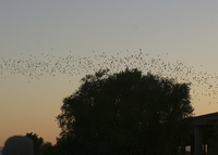 : Tadarida brasiliensis; Mexican Free-tailed Bat