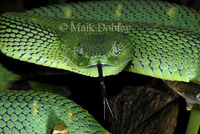 : Atheris chlorechis; Westafrican Bushviper