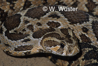 : Daboia palaestinae; Palestine Viper