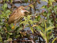 Yellow Bittern Scientific name - Ixobrychus sinensis