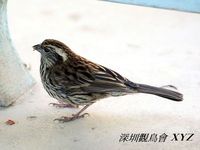 Carpodacus thura White-browed Rosefinch 白眉朱雀 123-077