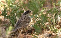 Radde's Accentor