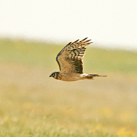 Pallid Harrier