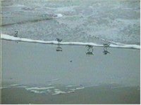 Sanderlings