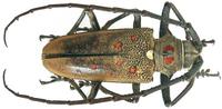 Batocera rufomaculata