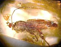 Batrachorhina nervulata var. drappieri