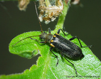 Cortodera humeralis humeralis