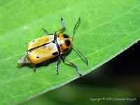 Cryptocephalus quatuordecimmaculatus