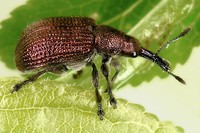 Involvulus cupreus