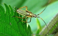 Leptopterna dolabrata