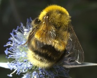 Bombus subterraneus