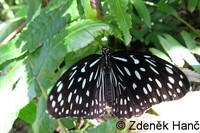 Tirumala septentrionis - Dark Blue Tiger