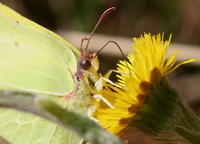 Gonepteryx rhamni rhamni