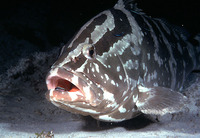 ...Image of Epinephelus striatus, Nassau grouper, Negue, Nassau-koralbars, Jacob Peper, Grouper, Ha