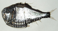 Argyropelecus gigas, Hatchetfish: