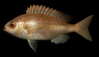 Parascolopsis eriomma, Rosy dwarf monocle bream: fisheries