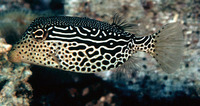Ostracion solorensis, Reticulate boxfish: aquarium