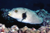 Arothron immaculatus, Immaculate puffer: fisheries, aquarium