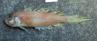 Owstonia pectinifer, : gamefish