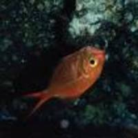 Centroberyx druzhinini, :