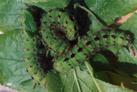 Saturnia spini