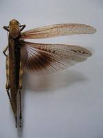 Anacridium aegyptium - Egyptian Locust