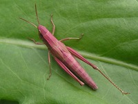 Chrysochraon dispar