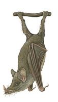 Image of: Anoura geoffroyi (Geoffroy's tailless bat)