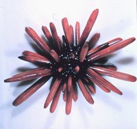 Heterocentrotus mammillatus - Slate Pencil Urchin