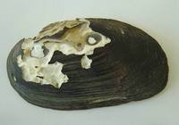 Unio crassus - Thick Shelled River Mussel