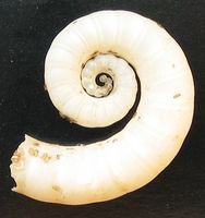 Spirula spirula - Ram's horn squid