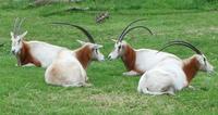 Image of: Oryx dammah (scimitar-horned oryx)