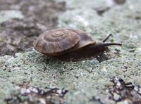 Helicigona lapicida