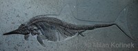 Stenopterygius quadriscissus