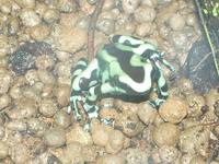 Dendrobates auratus - Dart Poison Frog