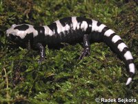 Ambystoma opacum - Marbled Salamander